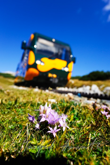 cog railway on the Schneeberg