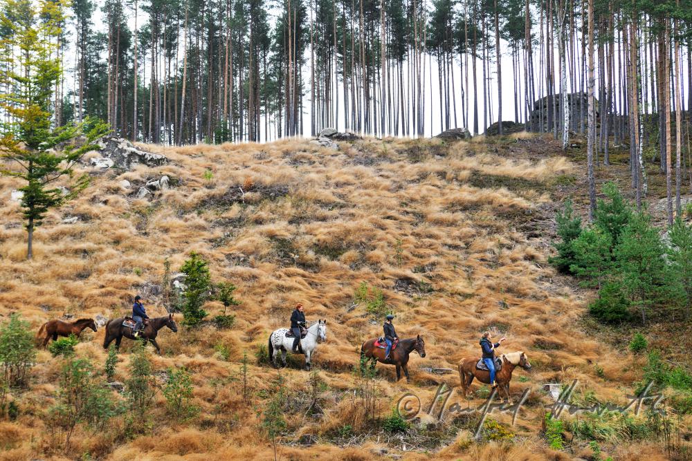 a group of riders passes a forest glade