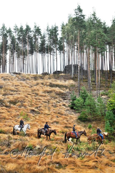 a group of riders passes a forest glade