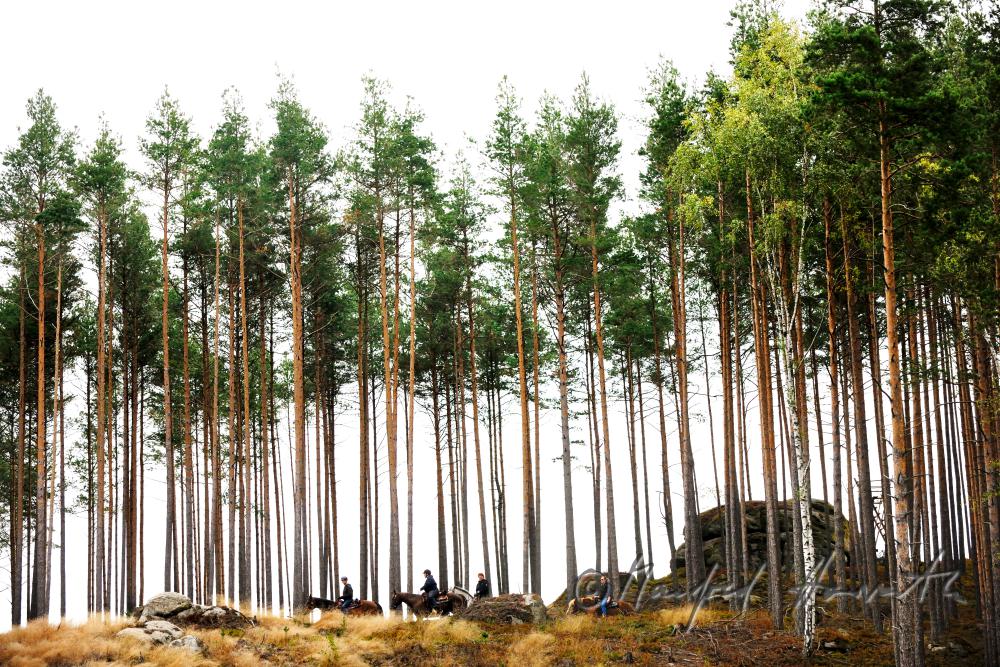 a group of riders passes a forest glade