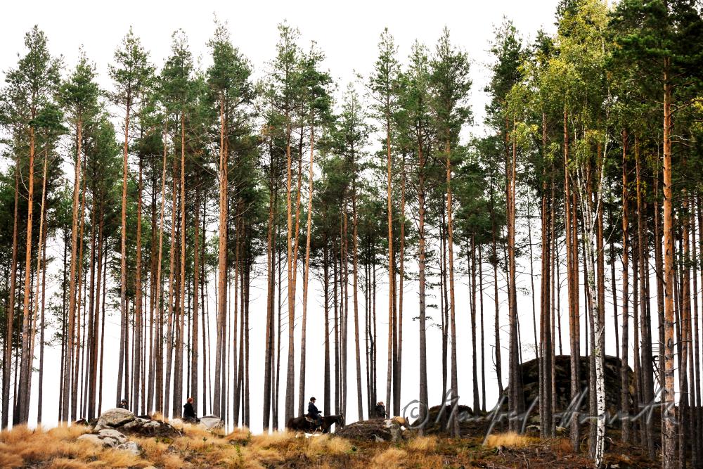 a group of riders passes a forest glade