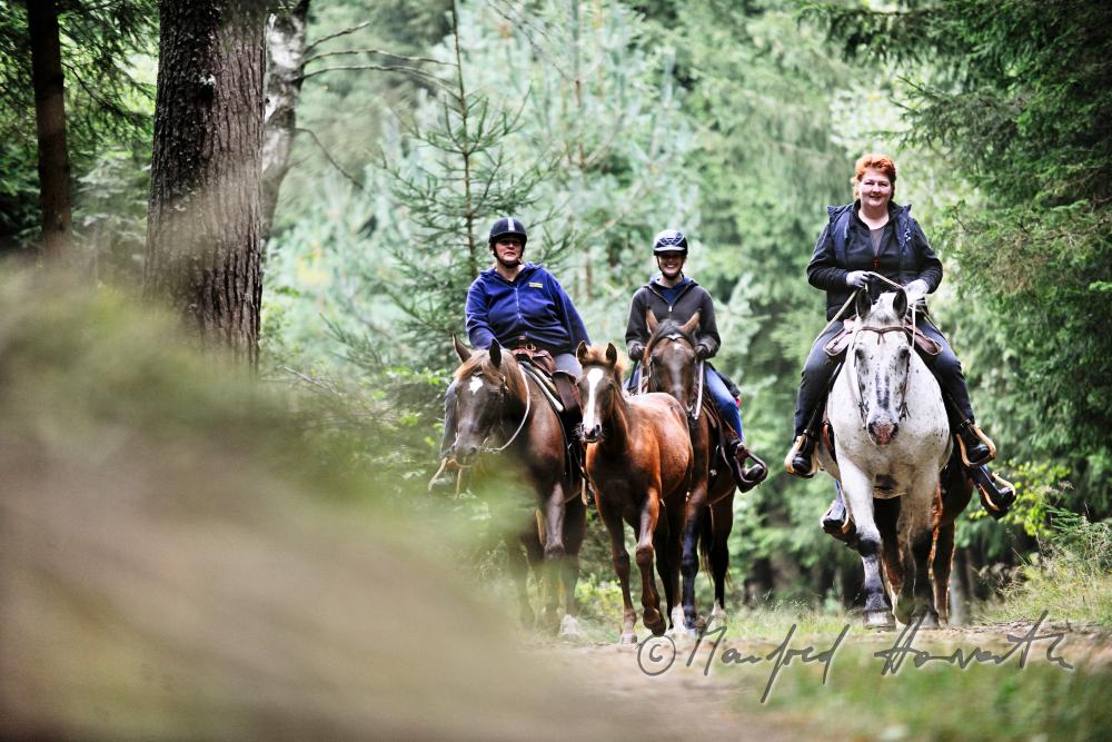 a group of riders passes a forest glade