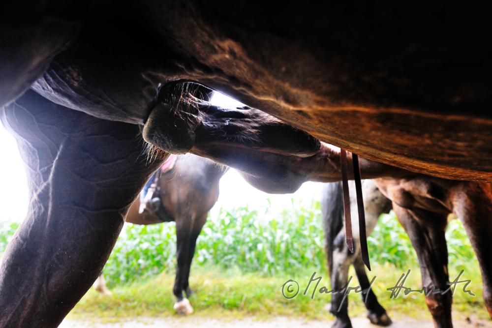 a grpup of riders taking a rest near a corn field