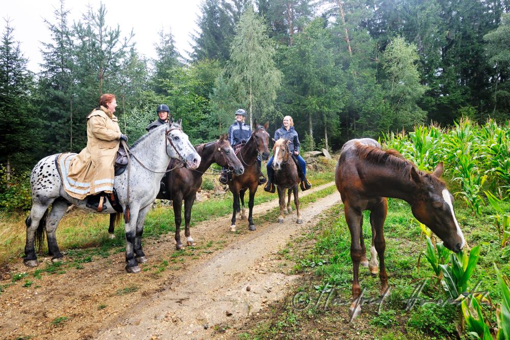a grpup of riders taking a rest near a corn field