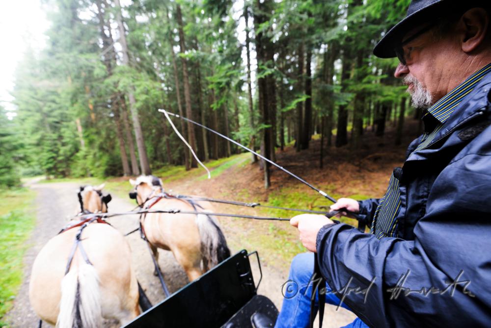 cabman riding on  a forest road