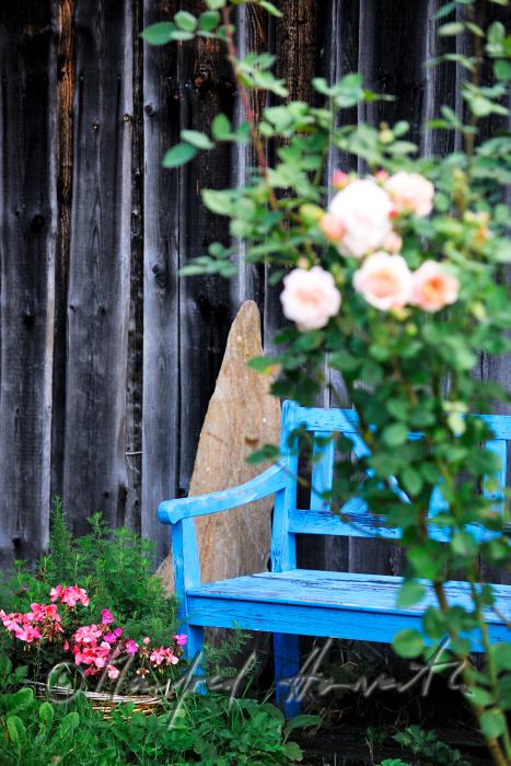 blooming English Roses 