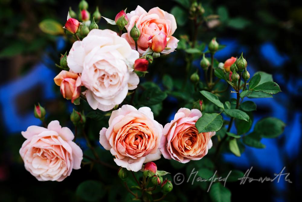 blooming English Roses 
