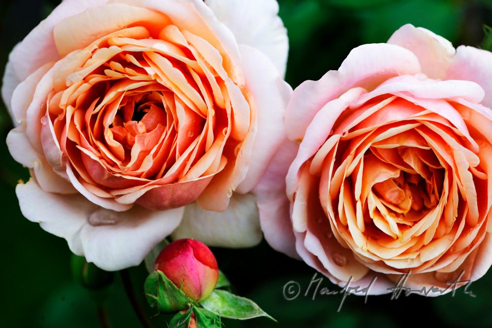 blooming English Roses 