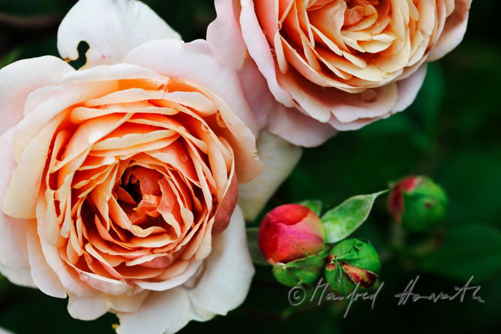 blooming English Roses 
