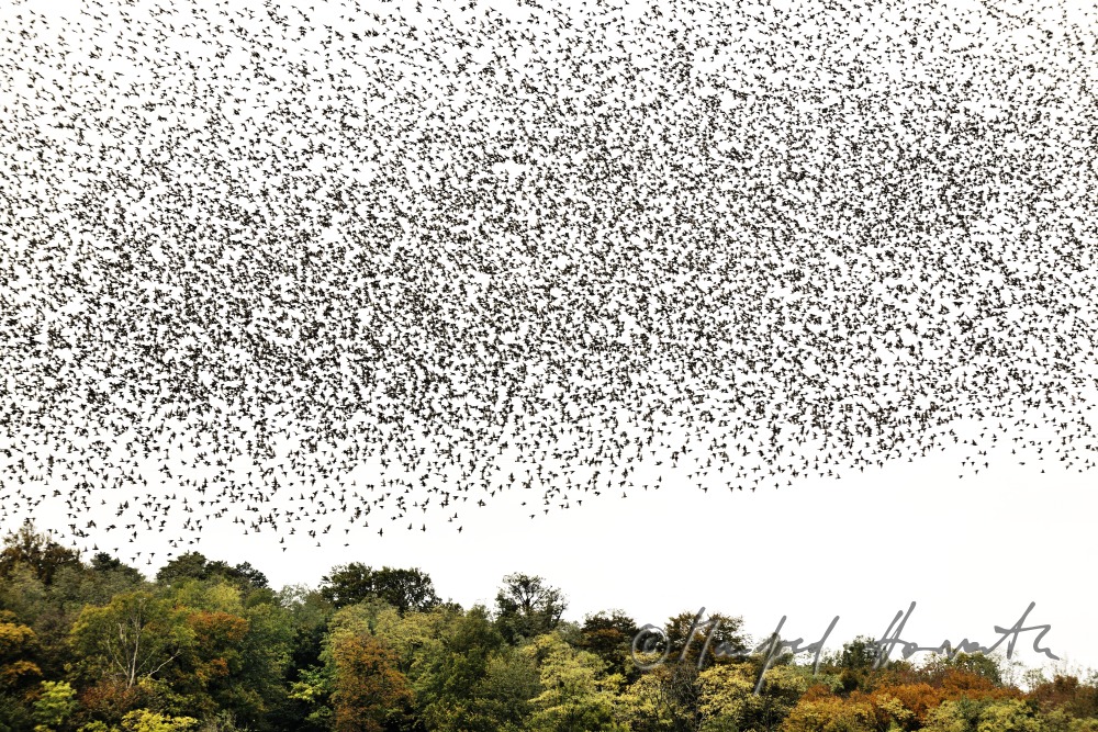 a swarm of starlings flying over a vineyard in autumn