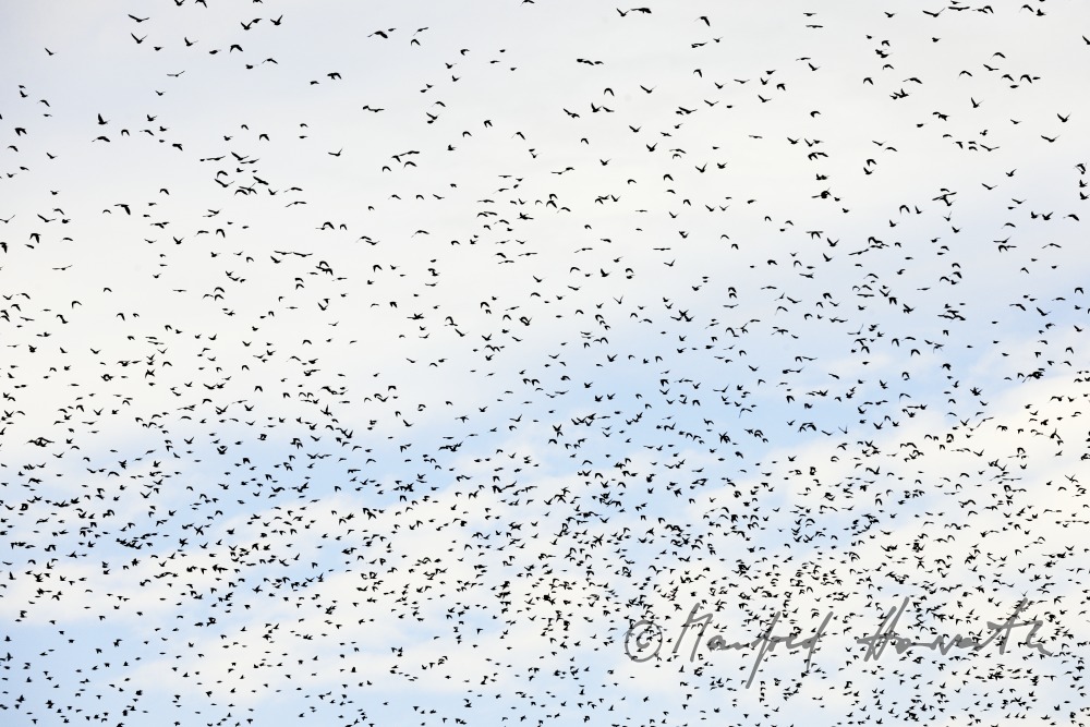 a swarm of starlings flying over a vineyard in autumn