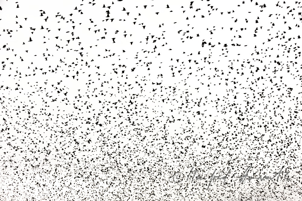 a swarm of starlings flying over a vineyard in autumn