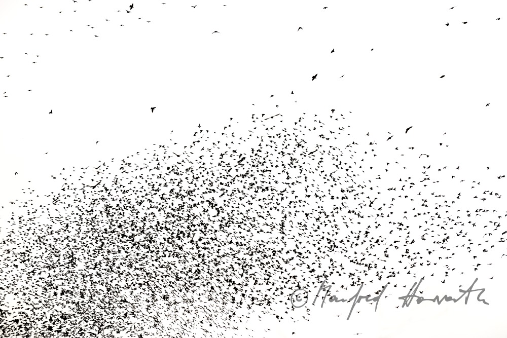 a swarm of starlings flying over a vineyard in autumn