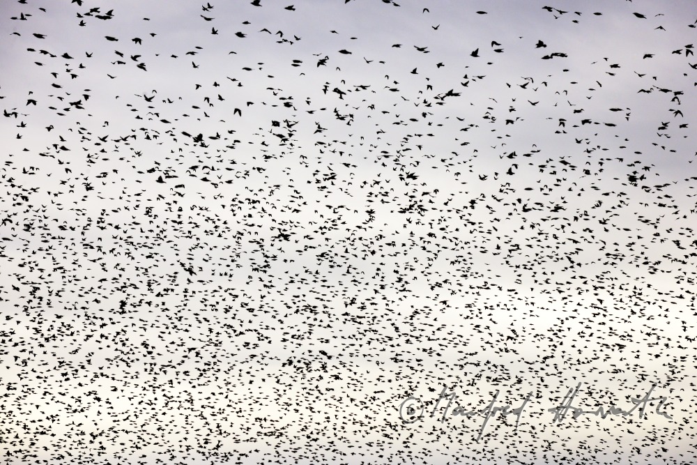 a swarm of starlings flying over a vineyard in autumn