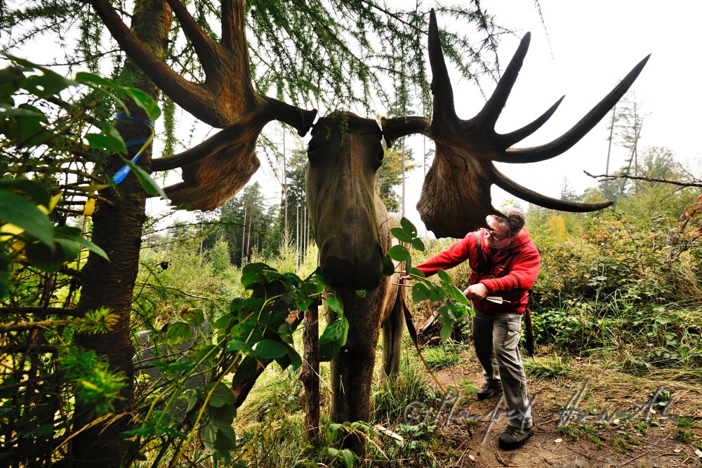 life-sized elk for target at the 3D archery parcours