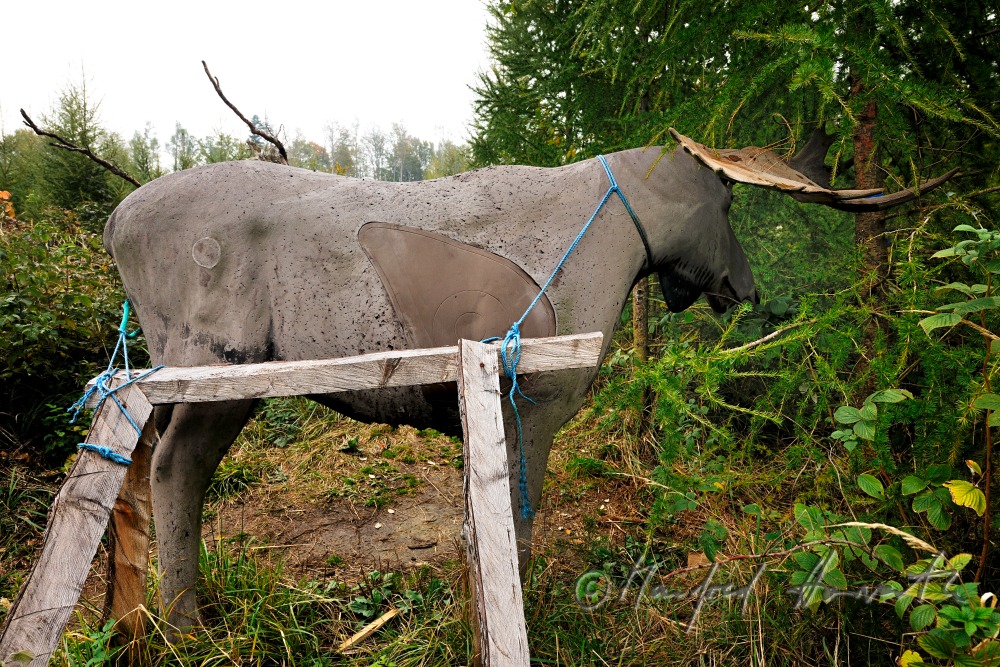 life-sized elk for target at the 3D archery parcours