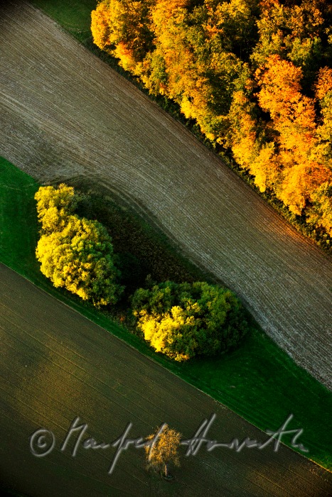 mixed forest in autumn colours