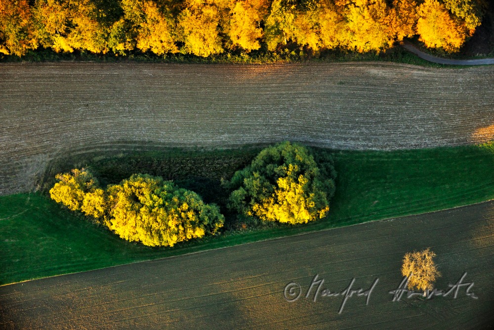 mixed forest in autumn colours