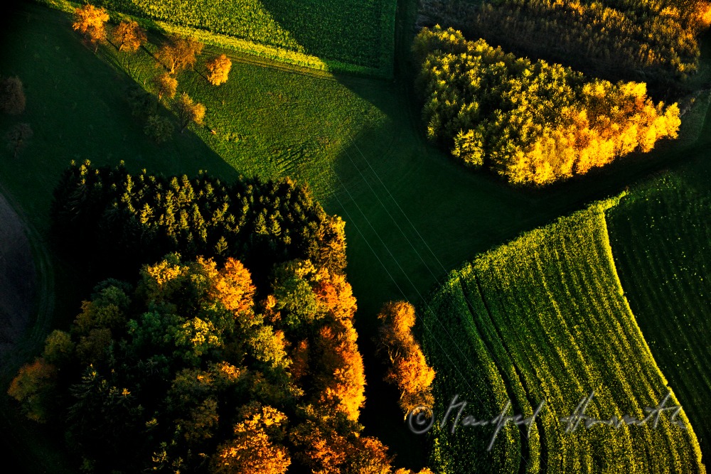 mixed forest in autumn colours
