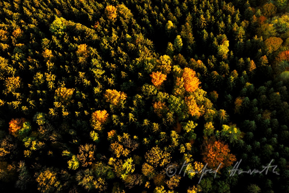 mixed forest in autumn colours
