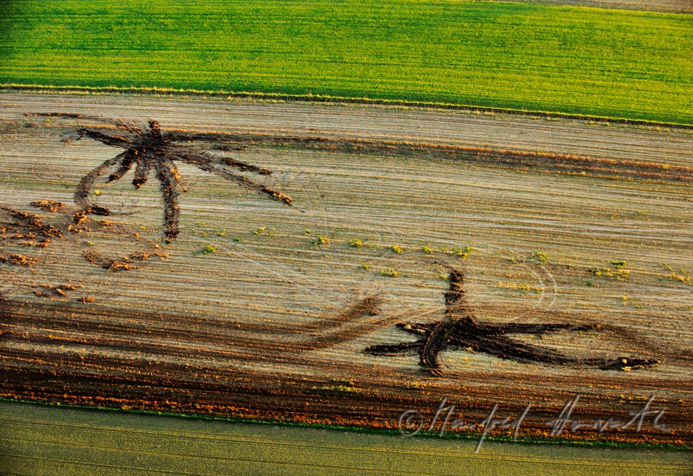 tracks of a tractor in a harvested cornfield