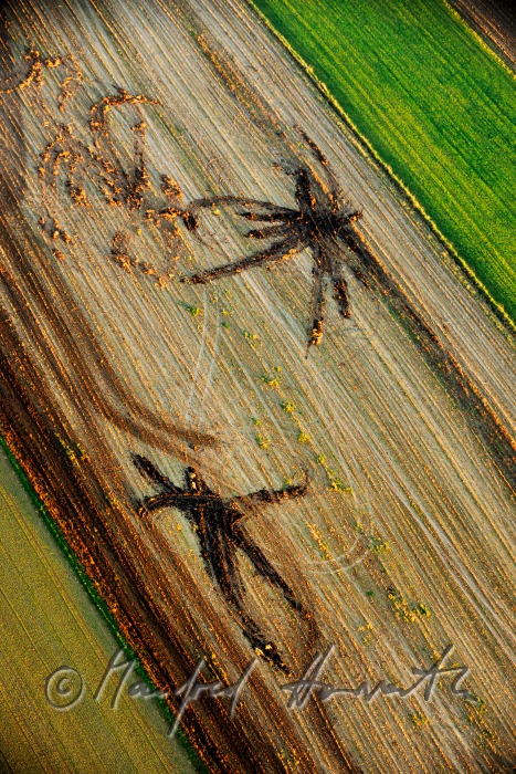 tracks of a tractor in a harvested cornfield