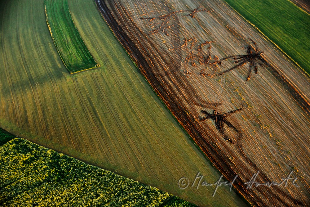 tracks of a tractor in a harvested cornfield