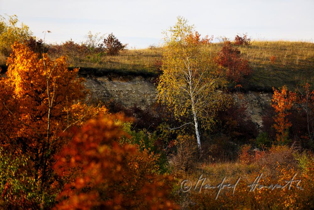 bank with a birch in the nature sanctuary of the heather