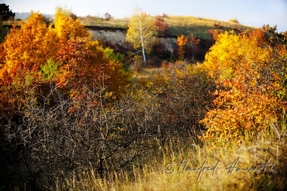 bank with a birch in the nature sanctuary of the heather