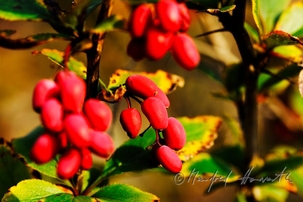 ripe fruits of rose hip on a bush