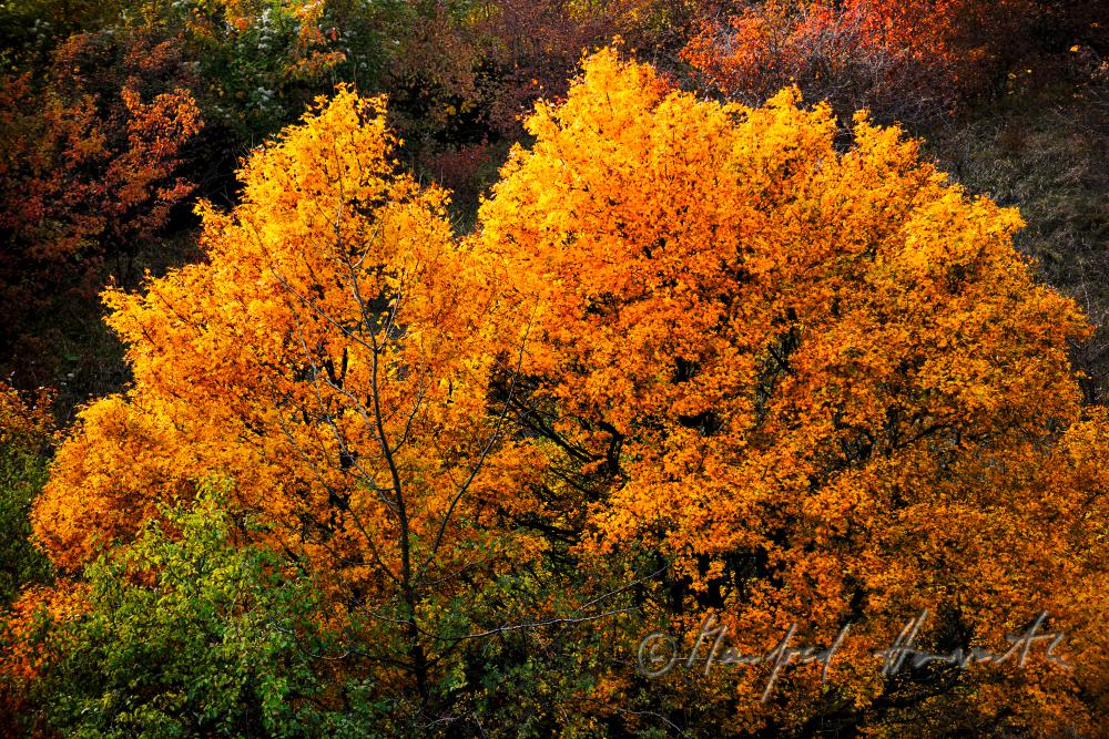 maple tree in autumnal colour