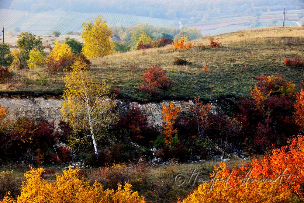 bank with a birch in the nature sanctuary of the heather