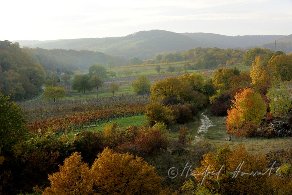 view over the heather to the slopes of the vineyards