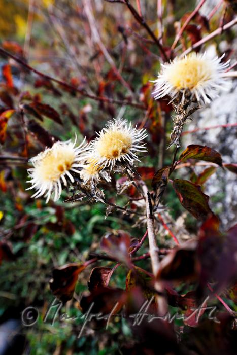 thistles (stemless caroline) - in the background is a rose hip shrub