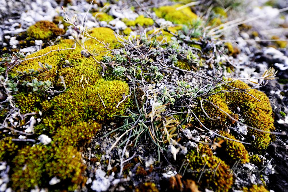 karstified sandstone with moss and lichen
