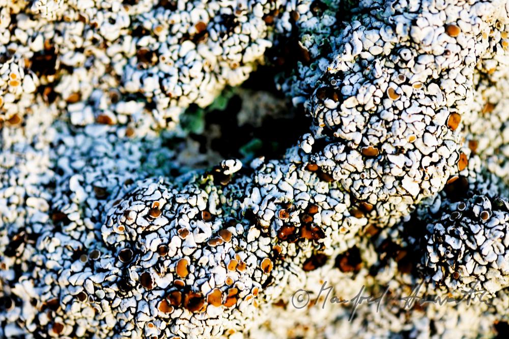 karstified sandstone overgrown with lichen