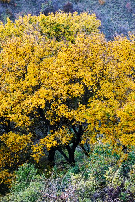 maple tree in autumnal colour