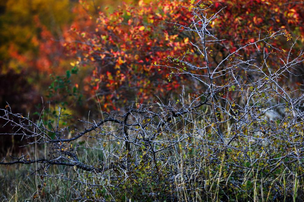 pricky shrub and rose hip