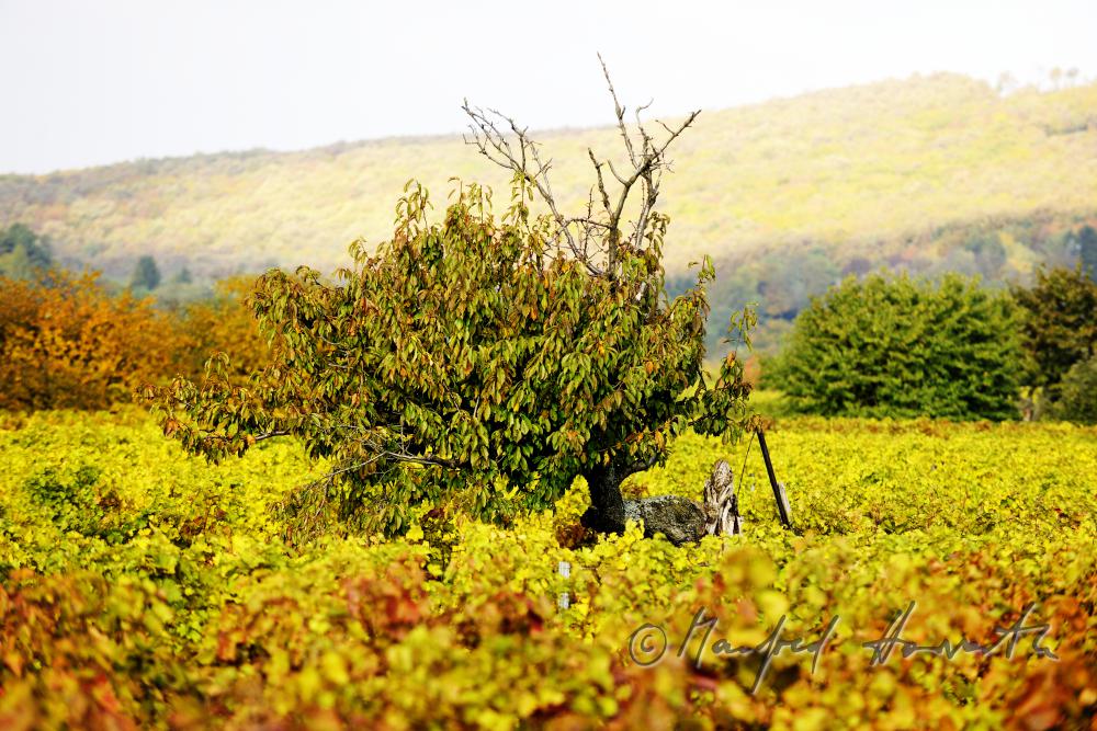 autumnally coloured leaves in the vineyard and a cherry tree