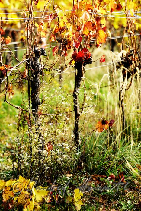 autumnally coloured leaves on the vine