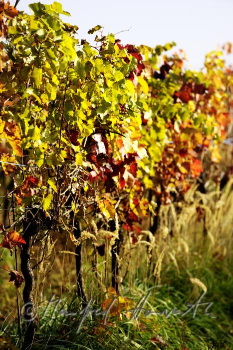 autumnally coloured leaves on the vine
