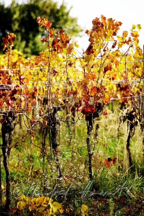 autumnally coloured leaves on the vine