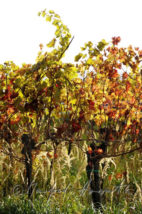 autumnally coloured leaves on the vine