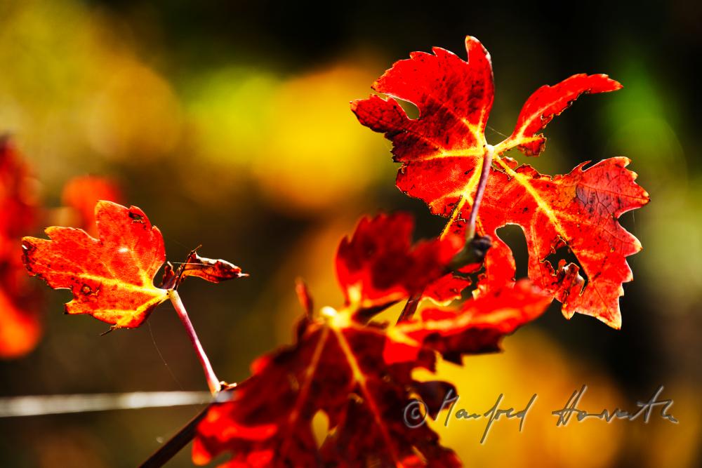 autumnally coloured leaves on the vine