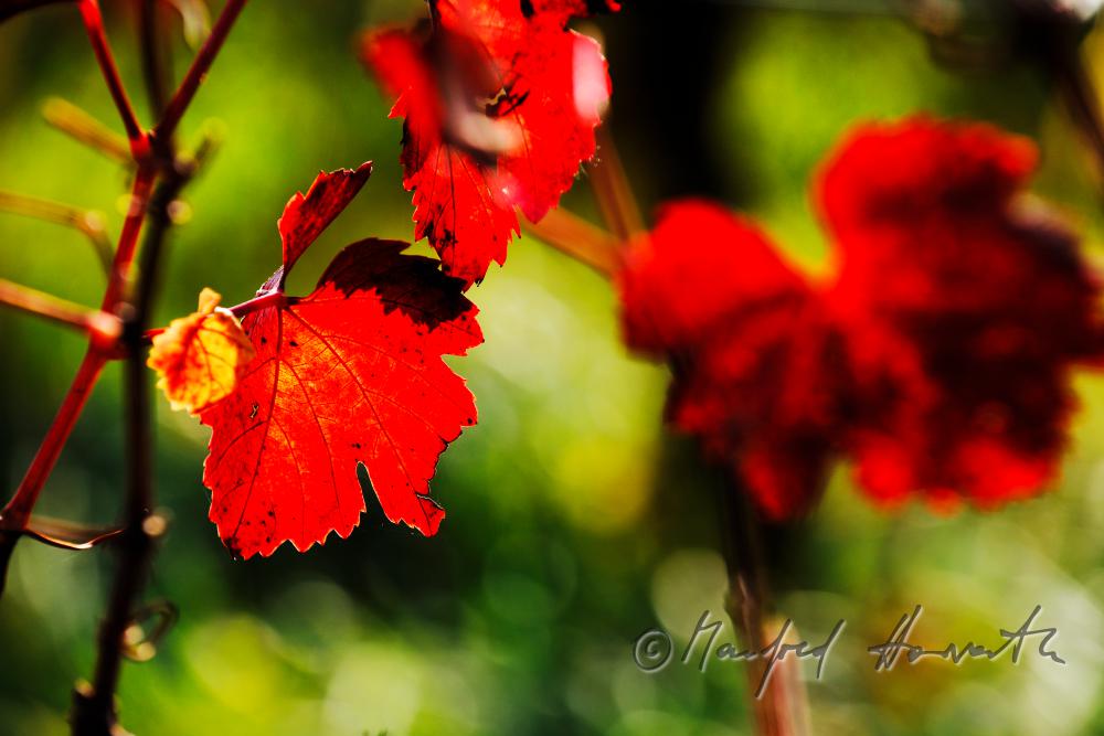 autumnally coloured leaves on the vine
