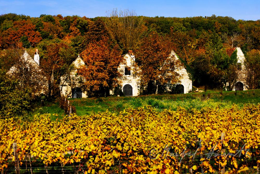 wine cellars near Bärenhöhle