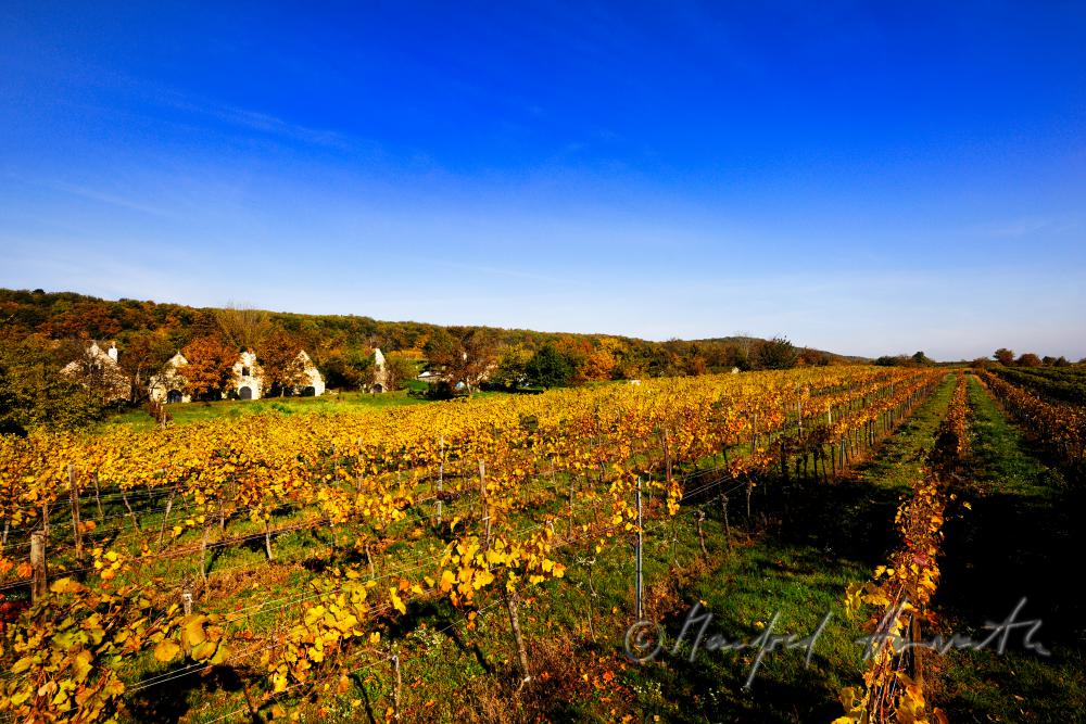 wine cellars near Bärenhöhle