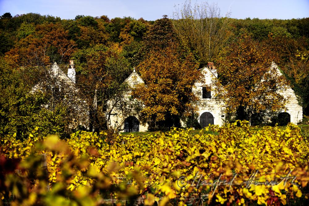 wine cellars near Bärenhöhle