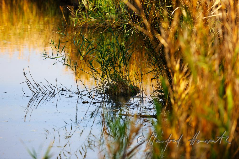 reed in the narrow water canal