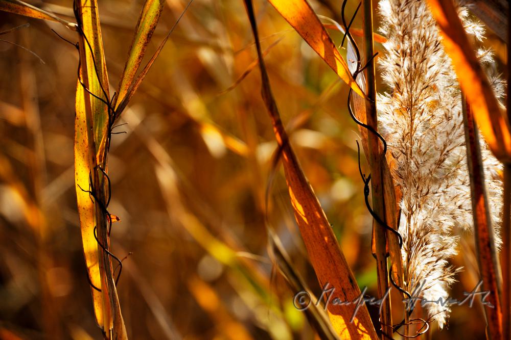 reet bossom in autumn